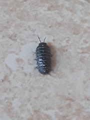 Armadillidium