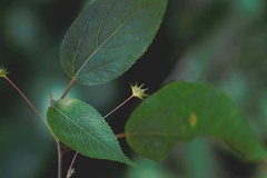 Acalypha leptopoda