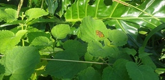 Metisella metis
