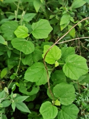 Hibiscus calyphyllus