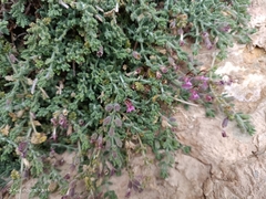 Teucrium intricatum
