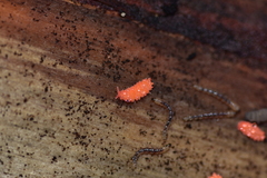 Bilobella braunerae
