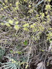 Forestiera segregata