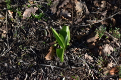 Himantoglossum robertianum