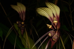 Tacca cristata