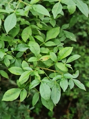 Searsia pyroides