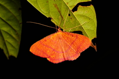 Eumelea rosalia