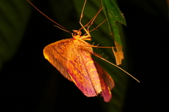 Eumelea rosalia