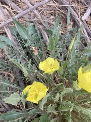 Oenothera primiveris