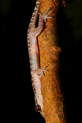 Cyrtodactylus