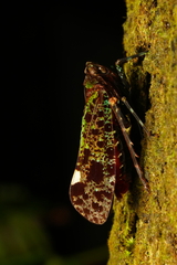 Penthicodes bimaculatus