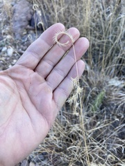 Bouteloua gracilis