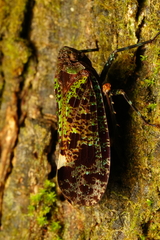 Penthicodes bimaculatus