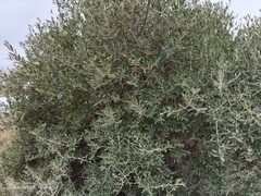 Olea europaea europaea