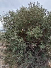Olea europaea europaea