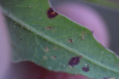Septoria gaurina
