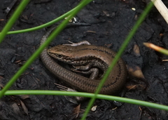 Pseudemoia entrecasteauxii
