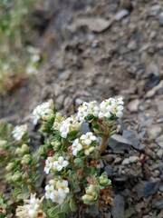 Pimelea prostrata