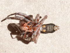 Scotophaeus scutulatus