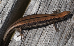 Pseudemoia entrecasteauxii