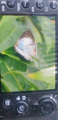 Iolaus sidus