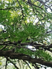Vachellia robusta