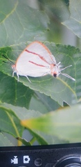 Iolaus sidus