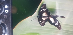 Pseudacraea lucretia
