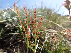 Rumex acetosella