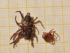 Scotophaeus scutulatus