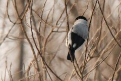 Pyrrhula pyrrhula cineracea