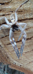 Deleninae