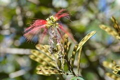 Calliandra houstoniana calothyrsus