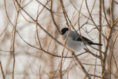 Pyrrhula pyrrhula cineracea