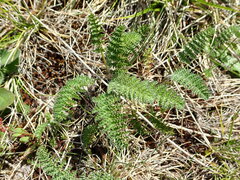 Chaerophyllum eriopodum