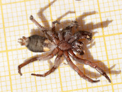 Scotophaeus scutulatus