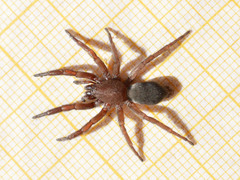 Scotophaeus scutulatus