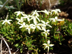 Stackhousia pulvinaris