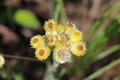 Helichrysum longifolium