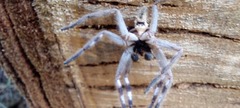 Deleninae