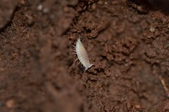 Platyarthrus hoffmannseggii