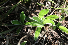 Helichrysum longifolium