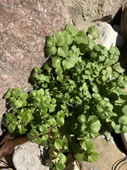 Cardamine hirsuta
