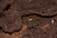 Platyarthrus hoffmannseggii