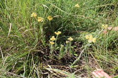 Helichrysum longifolium