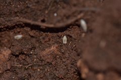 Platyarthrus hoffmannseggii