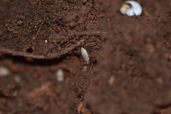 Platyarthrus hoffmannseggii