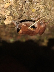 Pseudophilautus wynaadensis