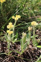 Helichrysum longifolium