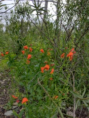 Alonsoa meridionalis